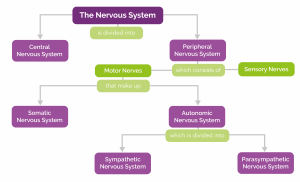 Nervous System Explained | Chiropractic Wellness Centre Leicestershire