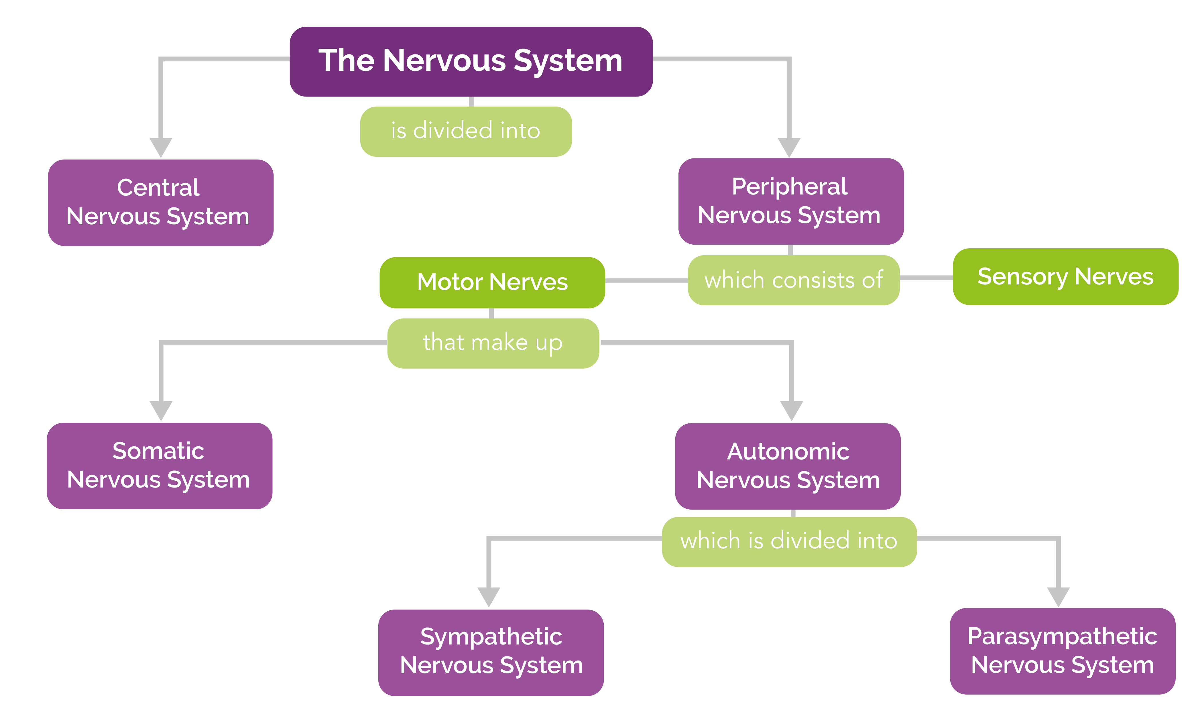 Nervous System Explained | Chiropractic Wellness Centre Leicestershire